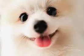 Dog Tag