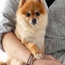Pet wristbands:Silicone wristbands and pet care: the perfect combination 2