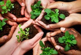 environmentally friendly silicone