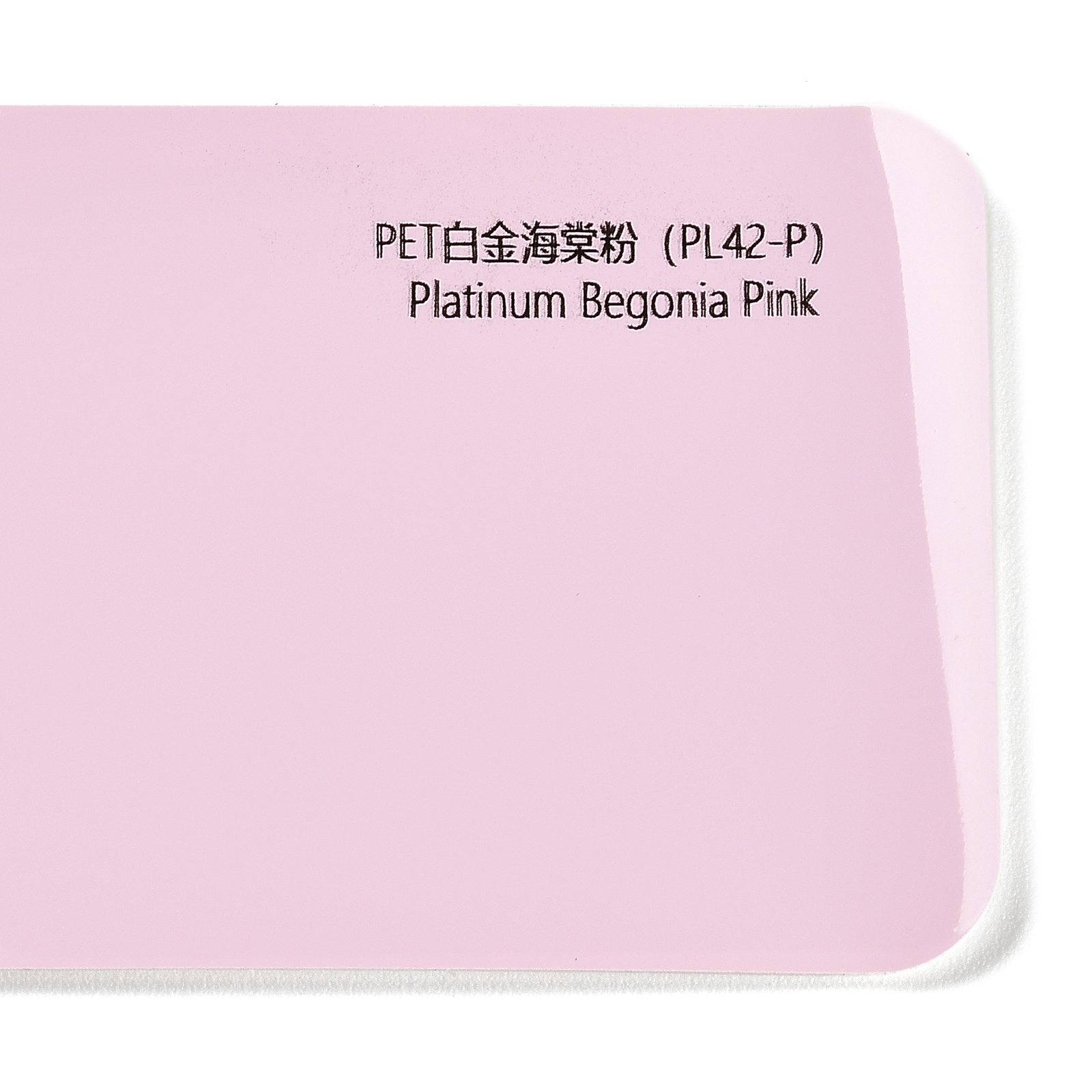 PET Platinum Begonia Pink